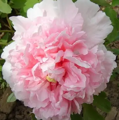 Пион БУКЕТ РОЗОВЫХ ГВОЗДИК древовидный в Речице