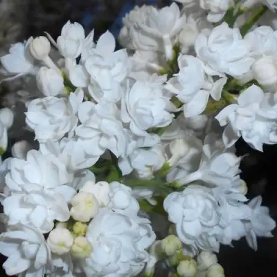 Сирень МИСС ЭЛЕН ВИЛМОТТ в Речице