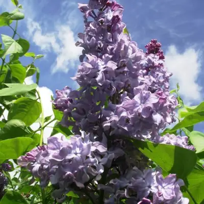 Сирень КРЫЛЬЯ НАДЕЖДЫ в Речице