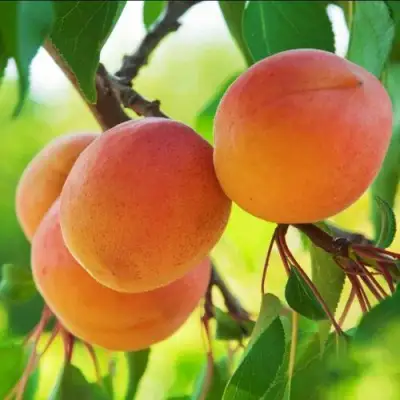 Абрикос ДЕБЮТ в Речице