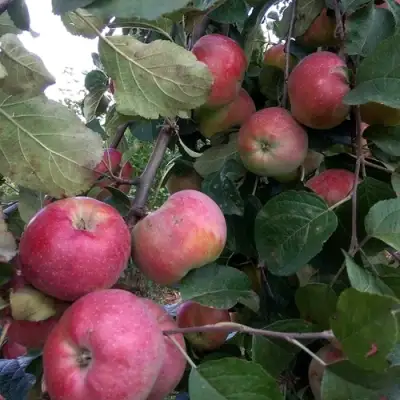 Яблоня АЛЬВА в Речице