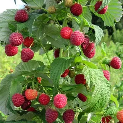 Малина БРУСИЛОВСКАЯ в Речице