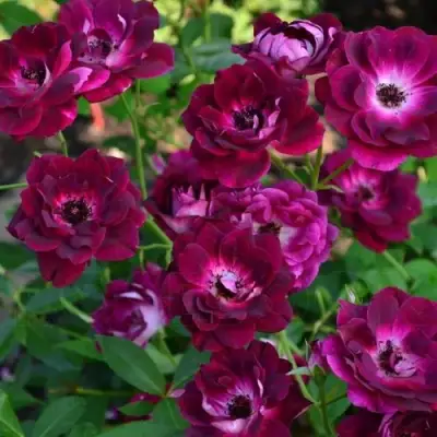 Роза БУРГУНДИ АЙС флорибунда в Речице