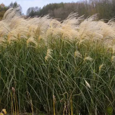 Мискантус ВАНИЛЛА СКАЙ китайский в Речице