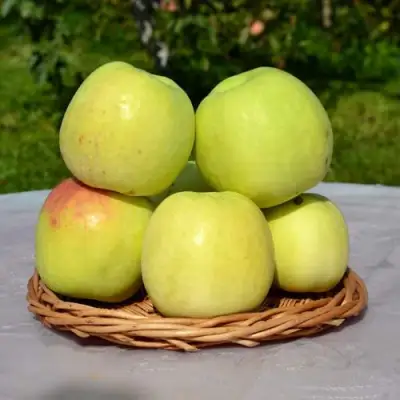 Яблоня БИРСКОЕ ГРУШЕВОЕ (БИЧИК) в Речице