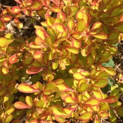 Барбарис САММЕР САНСЕТ тунберга в Речице