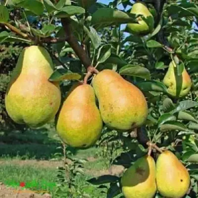 Груша ДОБРЯНКА в Речице