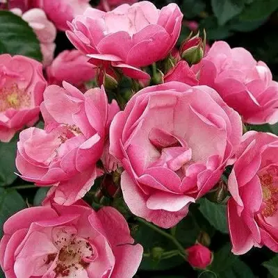 Роза АНГЕЛА флорибунда в Речице