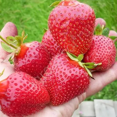 Клубника ЭЛИАНЕ в Речице