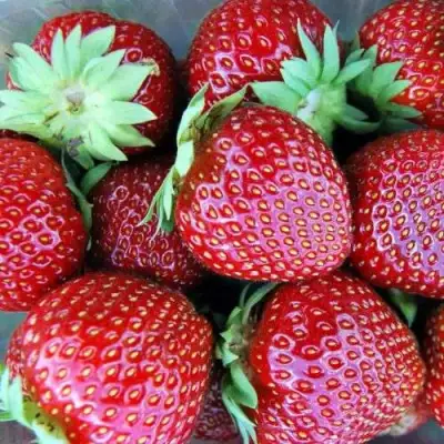 Клубника МАЛЬВИНА в Речице