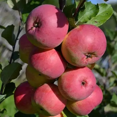 Яблоня ВЭМ-РОЗОВЫЙ в Речице