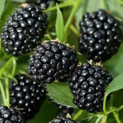 Ежевика ТРИПЛ КРАУН бесшипная  в Речице