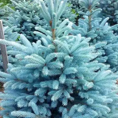 Ель МАДЖЕСТИК БЛЮ колючая в Речице