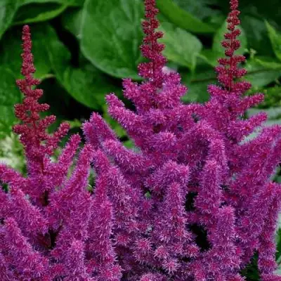 Астильба БЛЭК ЭНД БЛУ китайская в Речице