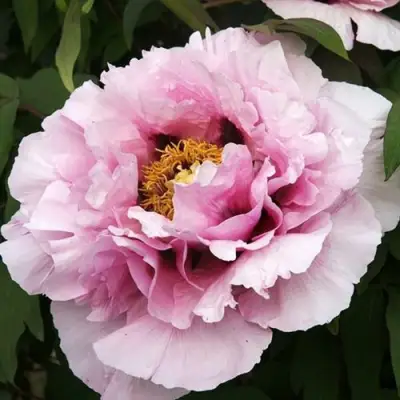 Пион РОЗОВАЯ РЕКА древовидный в Речице