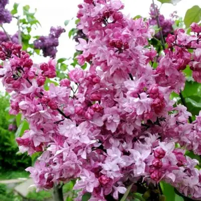 Сирень ОЛИМПИАДА КОЛЕСНИКОВА в Речице