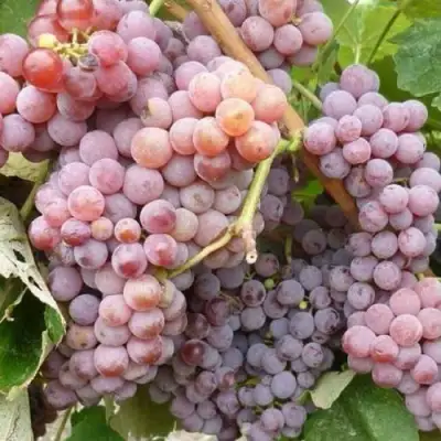 Виноград РИЛАЙНС ПИНК СИДЛИС в Речице