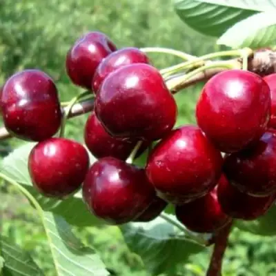 Вишня ВЯНОК в Речице