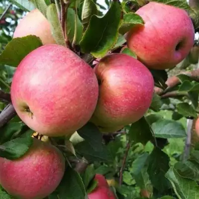 Яблоня ТЕРЕМОК в Речице