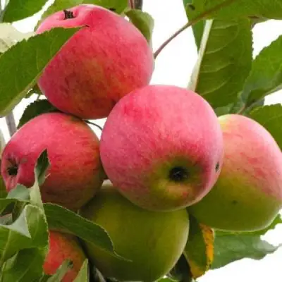 Яблоня МЕЧТА в Речице