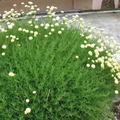 Сантолина зеленеющая в Речице