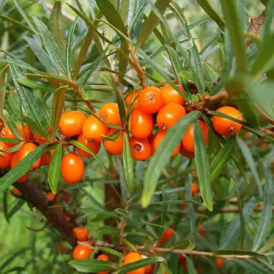 Облепиха БОТАНИЧЕСКАЯ в Речице