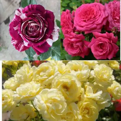 Комплект РОЗОВЫЙ АКЦЕНТ в Речице