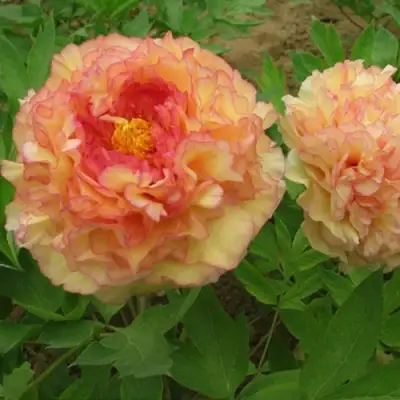 Пион ЗОЛОТАЯ РОССЫПЬ древовидный в Речице