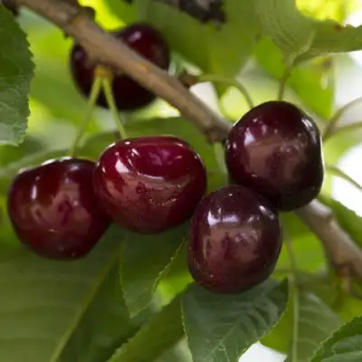 Вишня ЛАСУХА в Речице