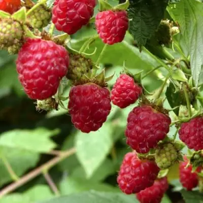 Малина ПРИМАРА в Речице