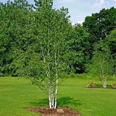 Береза бумажная в Речице