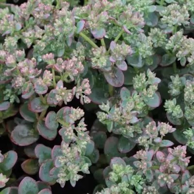 Очиток (седум) САНСПАРКЛЕР ЛАЙМ ЗИНГЕР в Речице