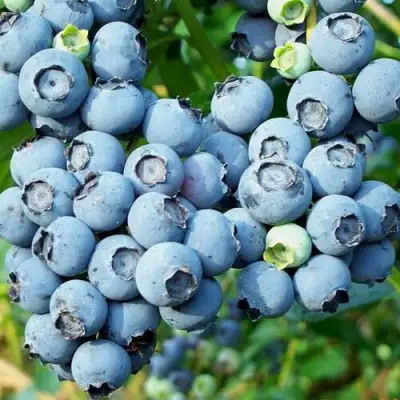 Голубика ПУРУ в Речице