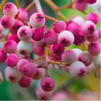 Рябина ПИНК сладкоплодная в Речице