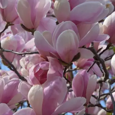 Магнолия ГАЛАКСИ в Речице