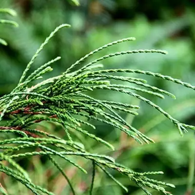 Туя ВИПКОРД складчатая в Речице