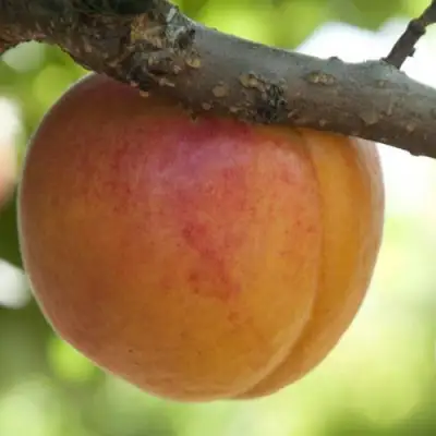  АПРИУМ в Речице