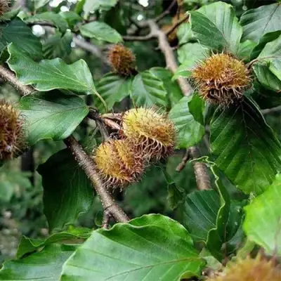 Бук обыкновенный в Речице