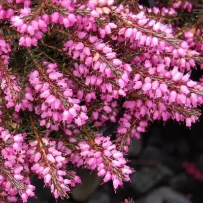 Эрика СТИНКЕ дарленская в Речице