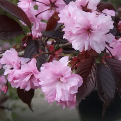 Сакура РОЯЛ БУРГУНДИ в Речице