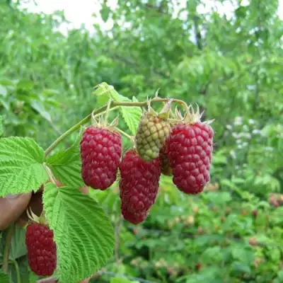 Малина ЛЯЧКА (ЛАШКА, ЛЯШКА) в Речице