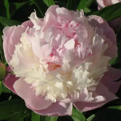 Пион ЩЕРБЕТ травянистый в Речице