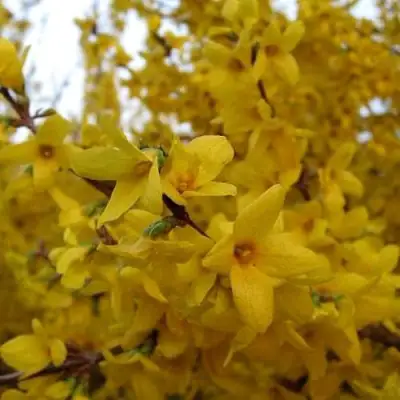 Форзиция ТАРАНДТ промежуточная в Речице