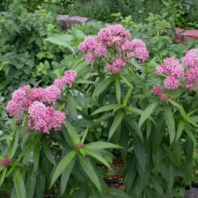 Ваточник МЯСО-КРАСНЫЙ в Речице