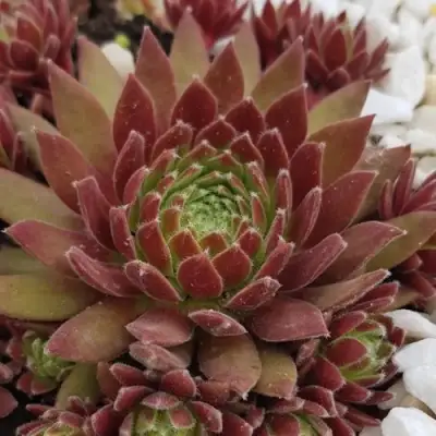 Молодило ЛЮФТШПРУНГ в Речице