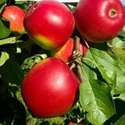 Яблоня РЕДФРИ в Речице