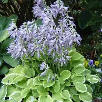 Хоста ГОЛДЕН ТИАРА в Речице