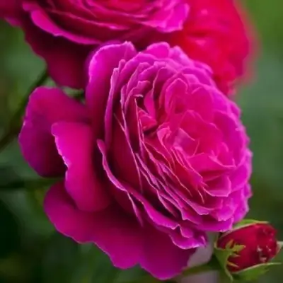 Роза МАЛИНОВЫЙ ЗВОН чайно-гибридная в Речице