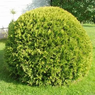 Туя ДАНИКА АУРЕА западная в Речице