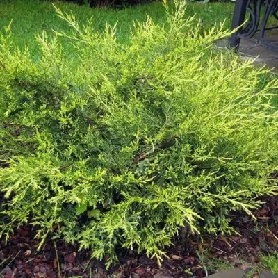 Можжевельник КУРИВАО ГОЛД китайский в Речице